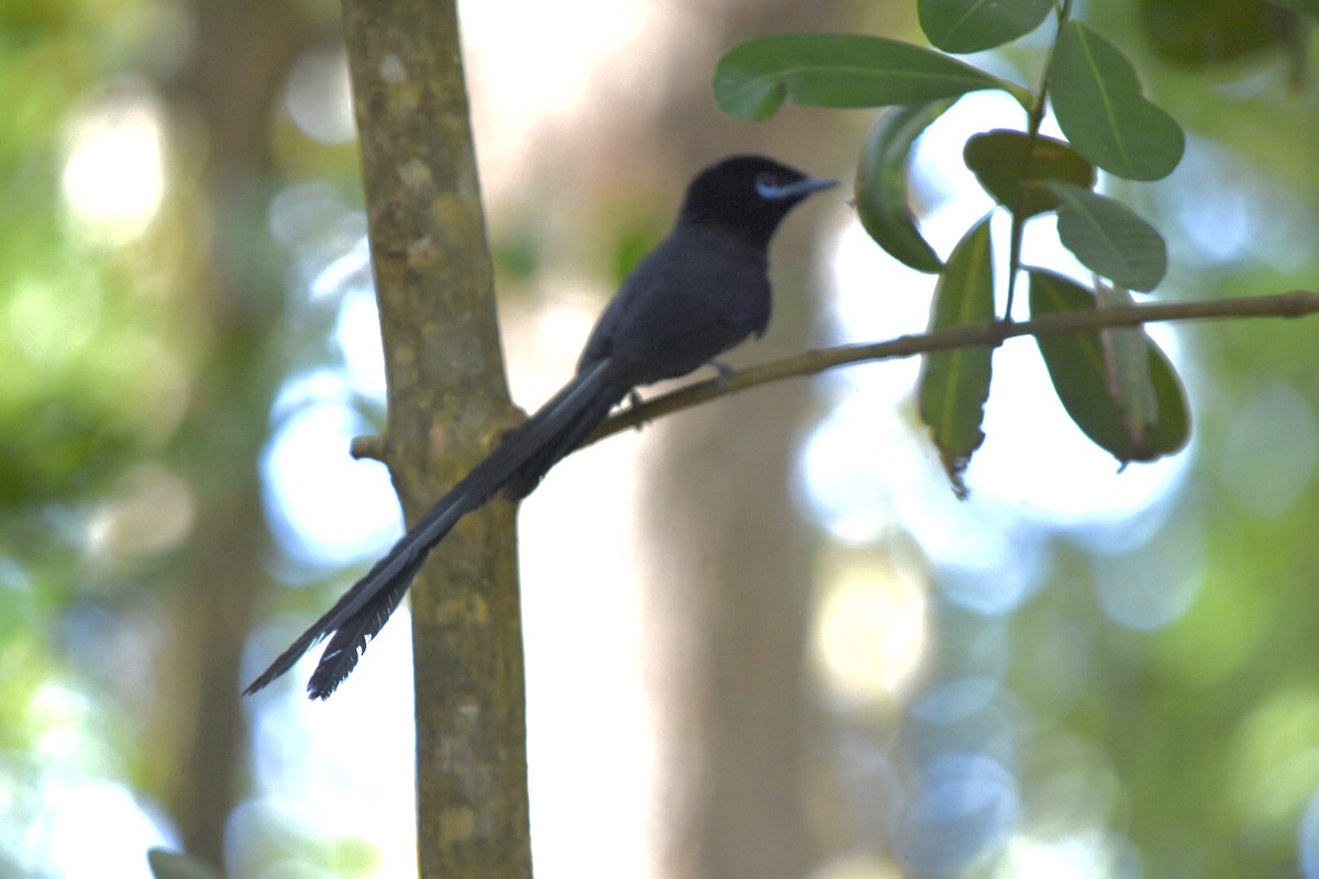 Seychelles Paradise-Flycatcher - ML639805239