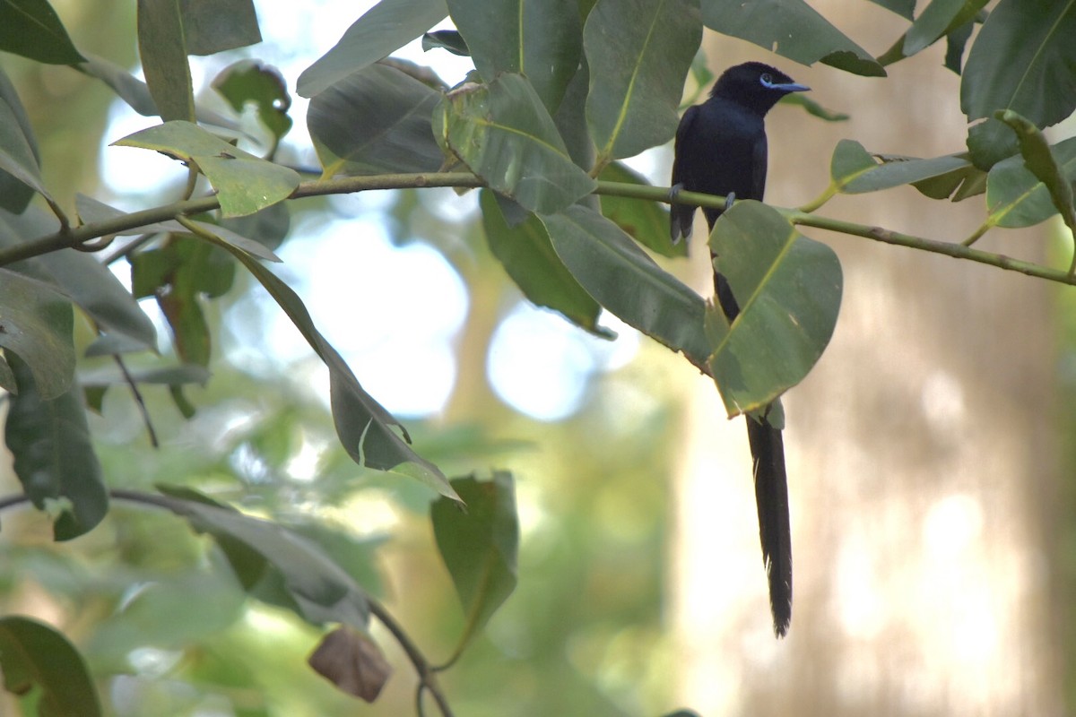 Seychelles Paradise-Flycatcher - ML639805240