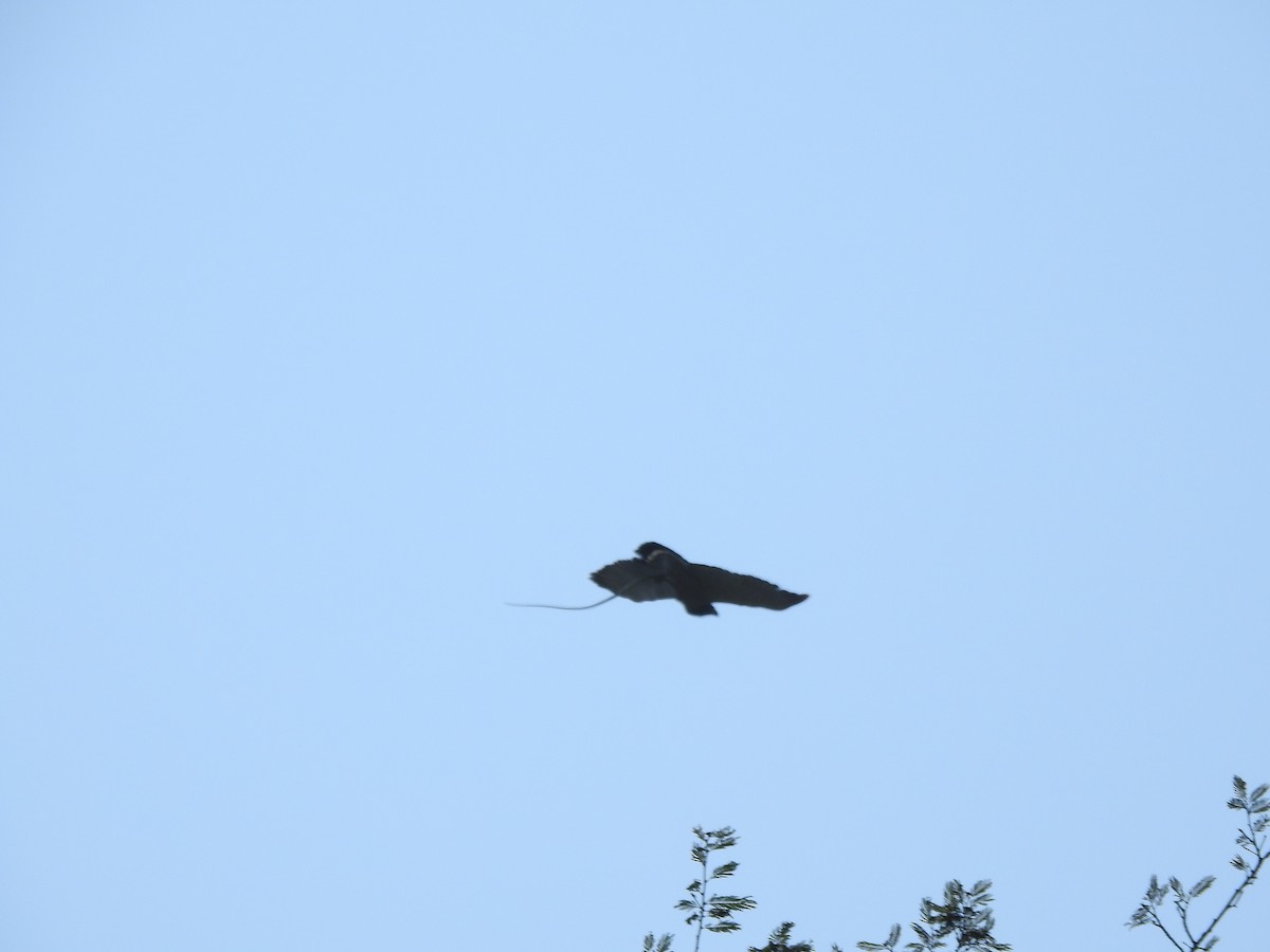 Barred Hawk - ML639805245