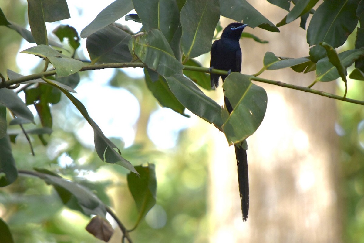 Seychelles Paradise-Flycatcher - ML639805246