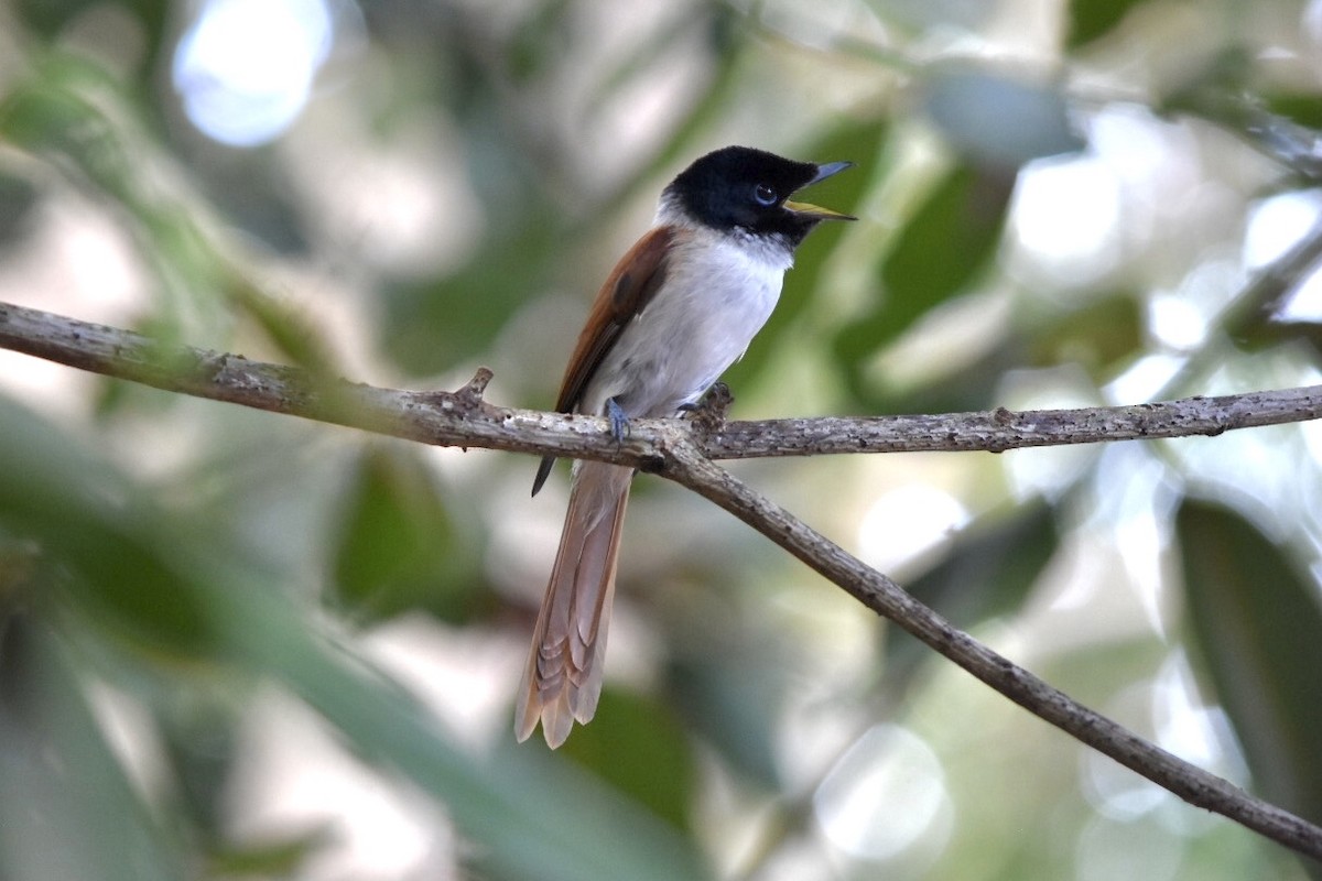 Seychelles Paradise-Flycatcher - ML639805247