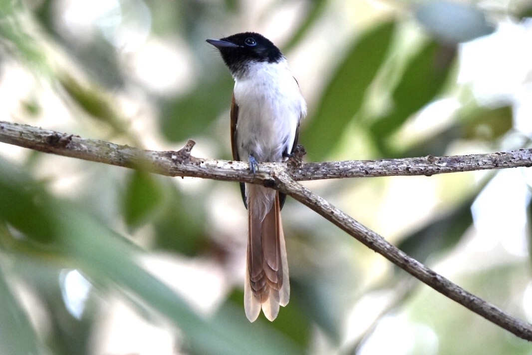 Seychelles Paradise-Flycatcher - ML639805248