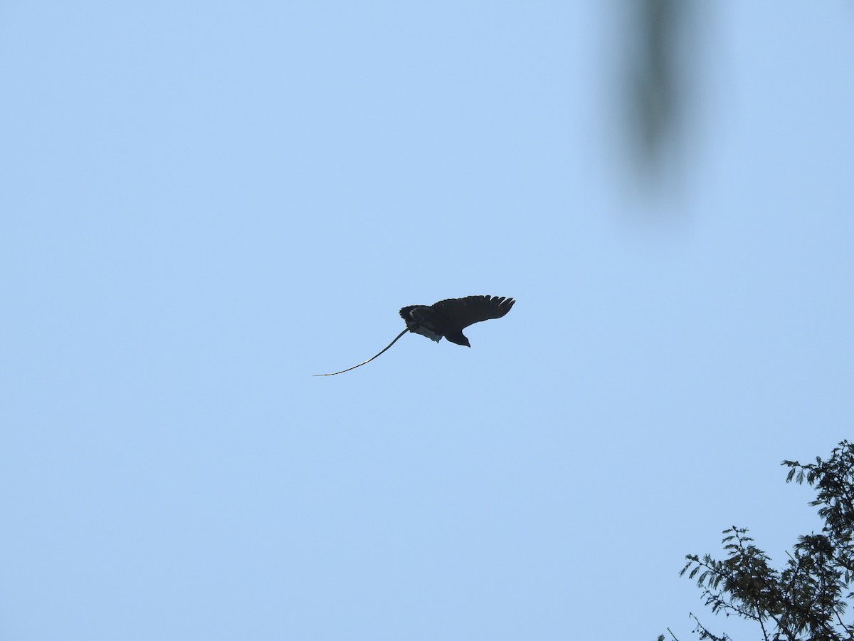 Barred Hawk - ML639805249
