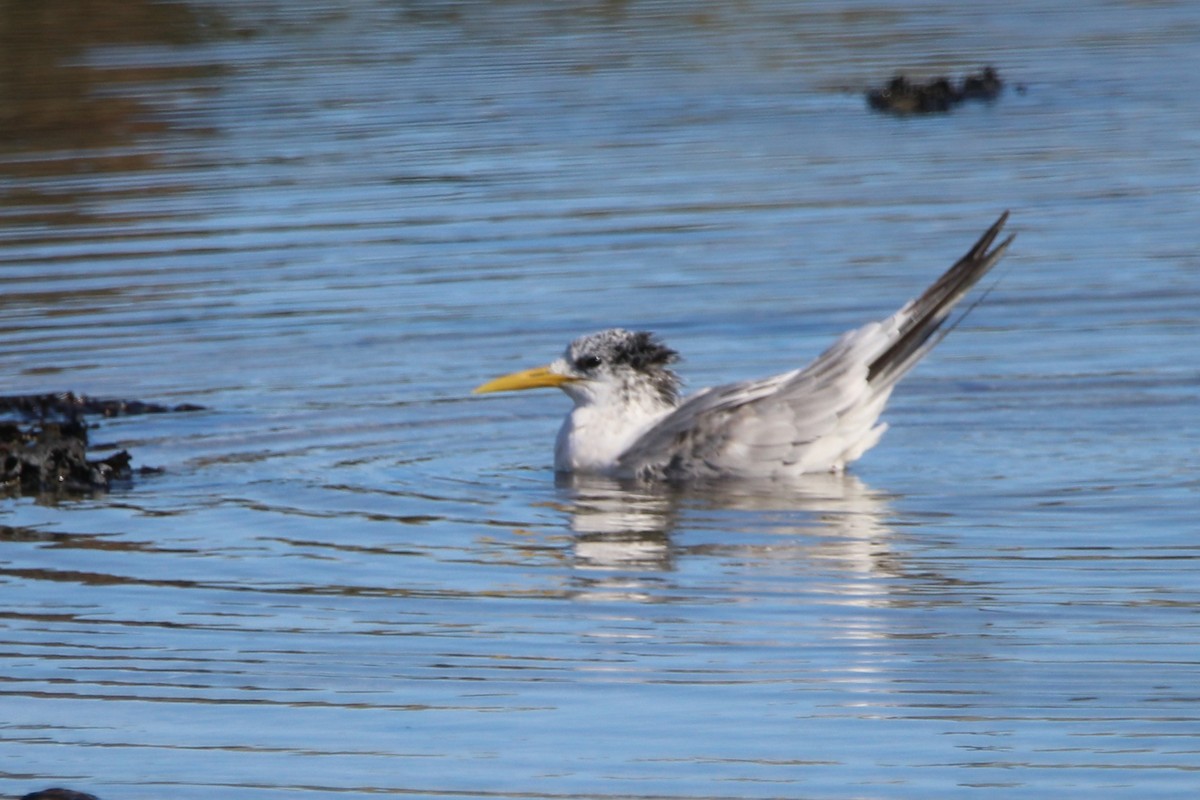 Great Crested Tern - ML639805279