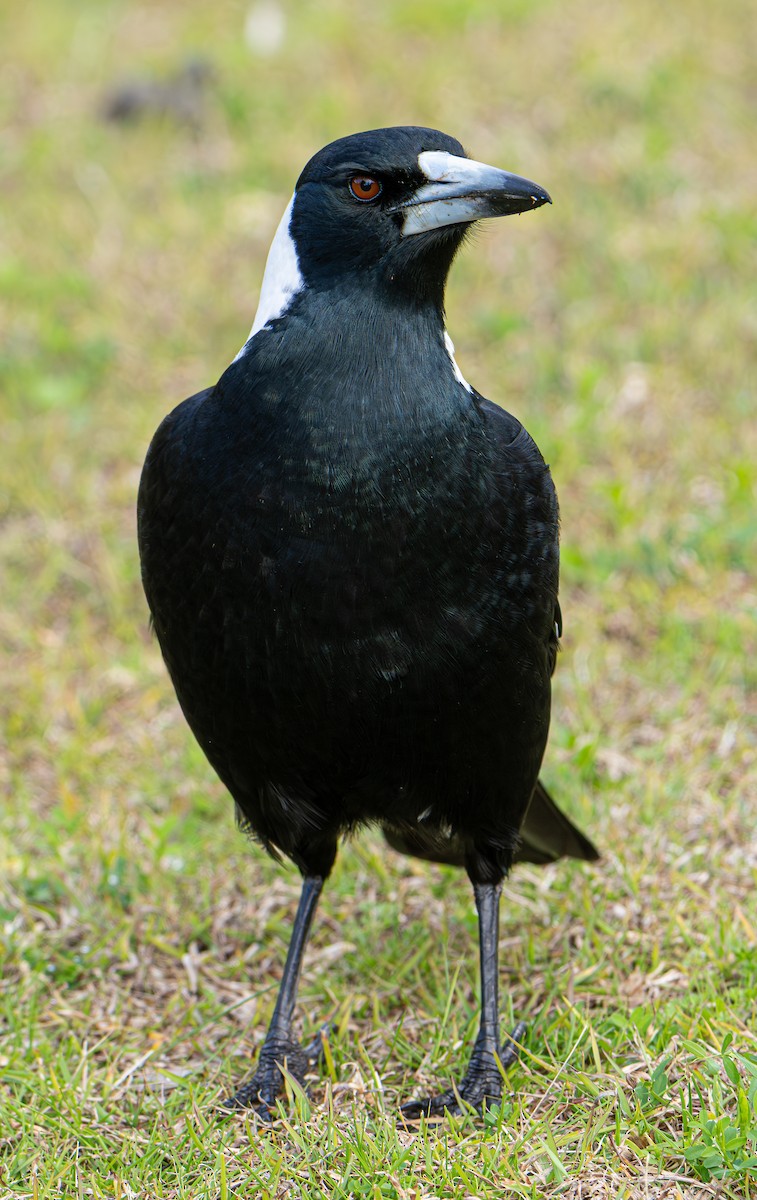 Australian Magpie - ML639805282
