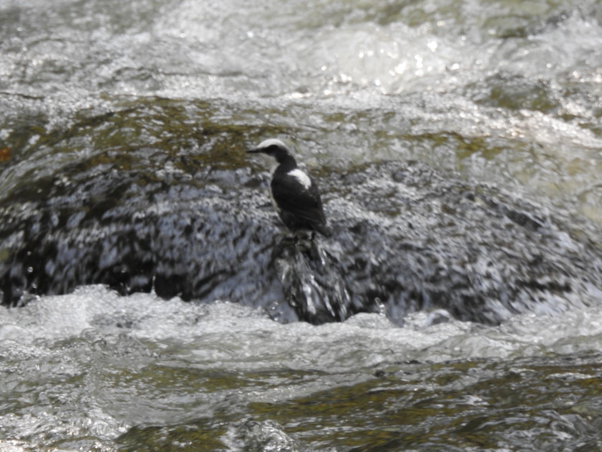 White-capped Dipper (White-bellied) - ML639805287