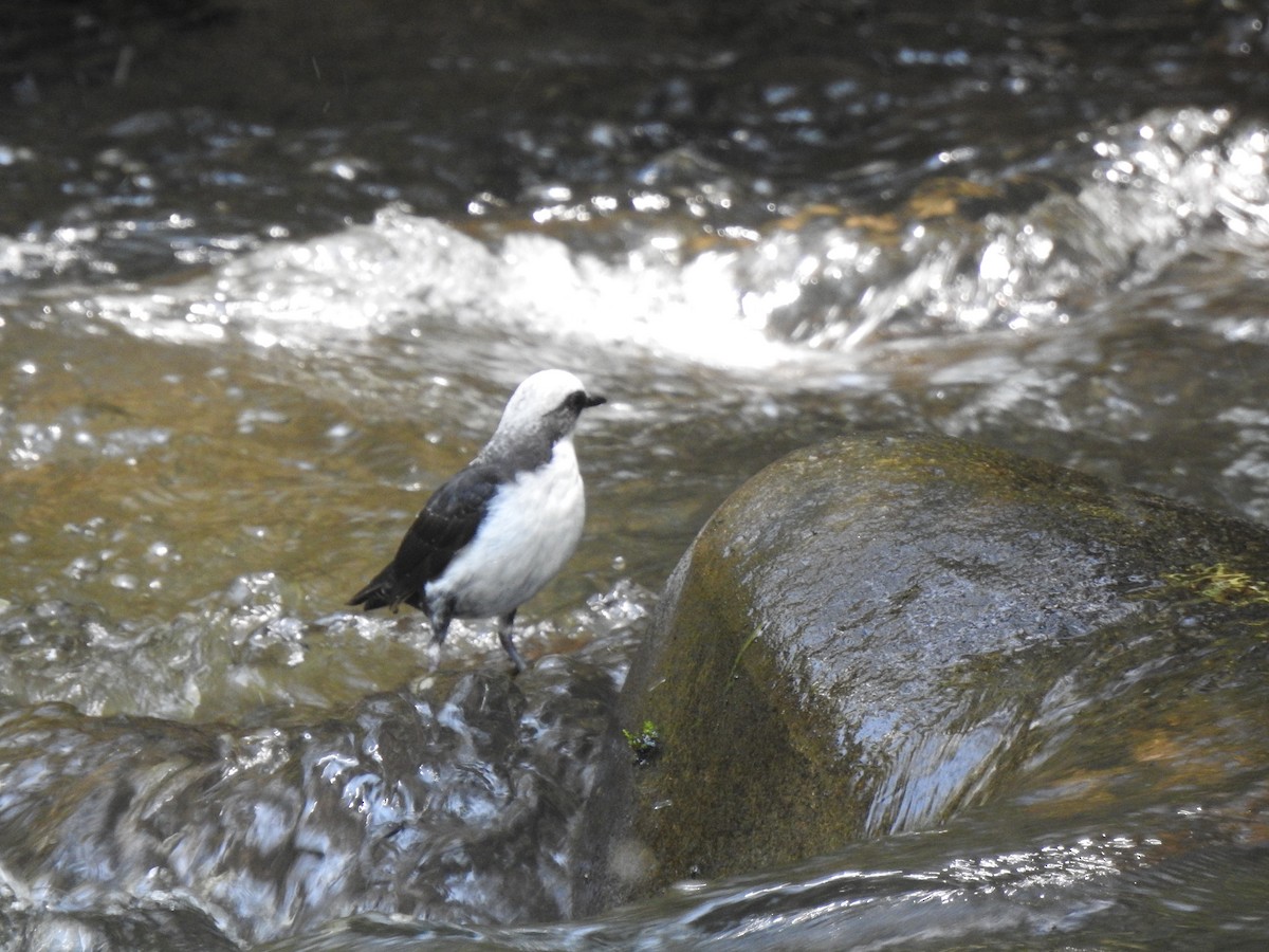 White-capped Dipper (White-bellied) - ML639805288