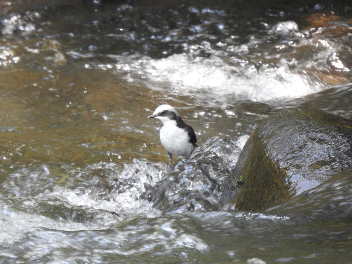 White-capped Dipper (White-bellied) - ML639805290