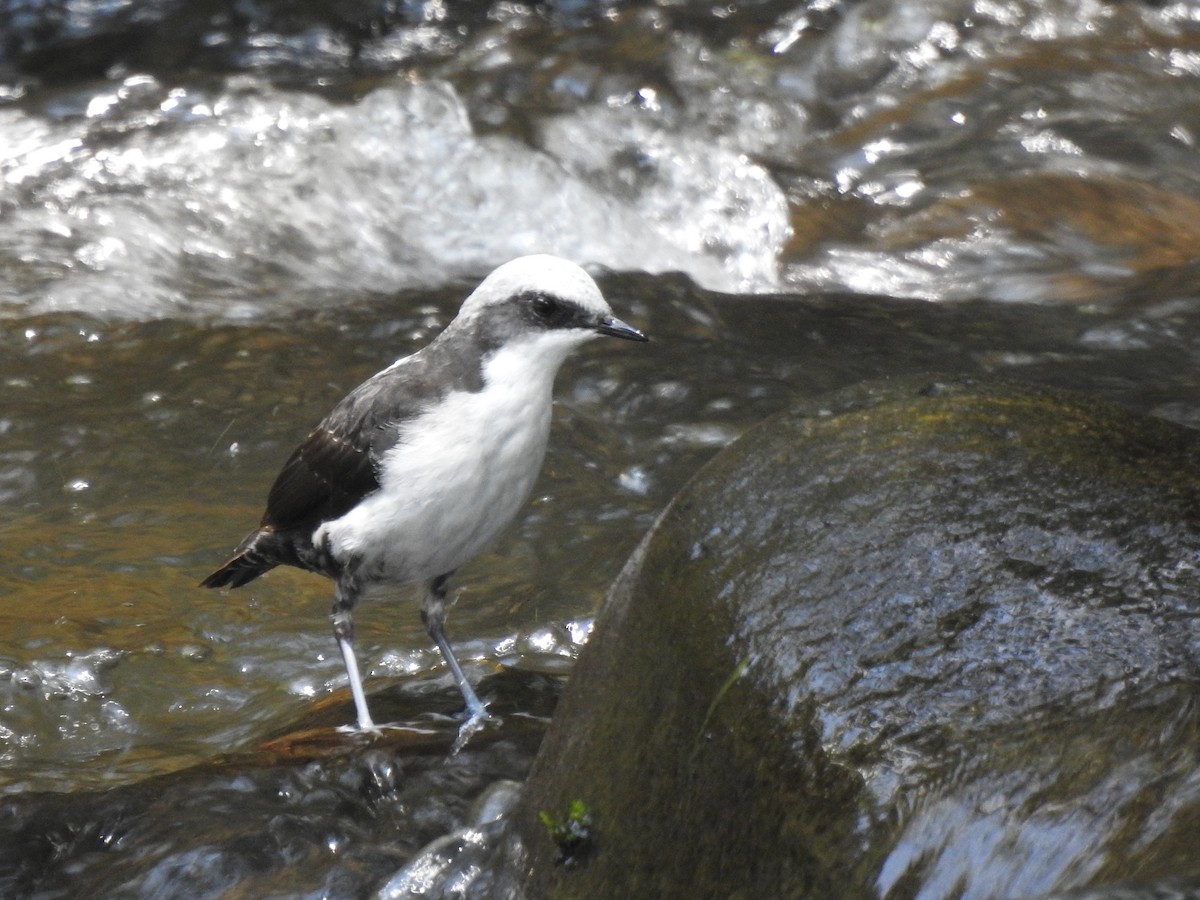 White-capped Dipper (White-bellied) - ML639805292