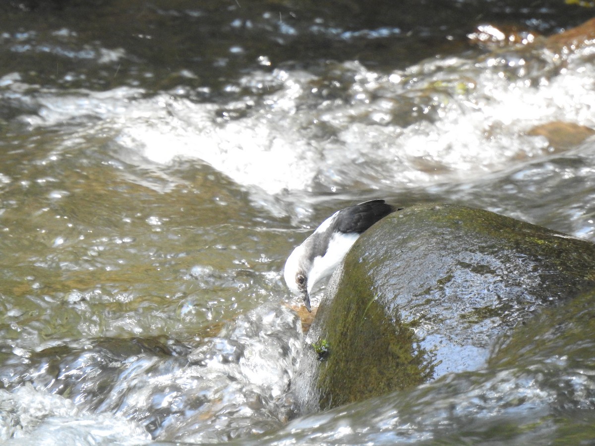 White-capped Dipper (White-bellied) - ML639805294