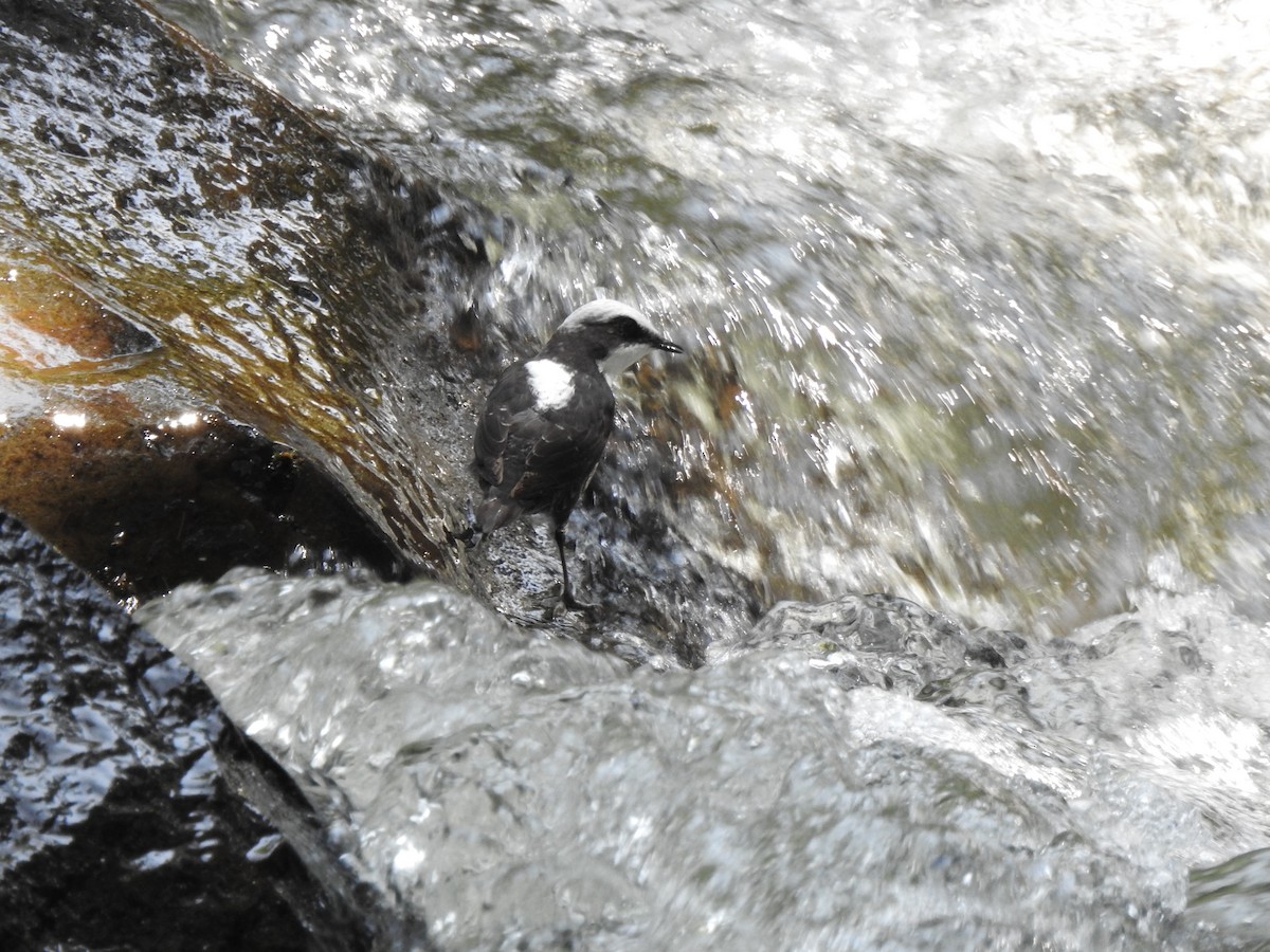White-capped Dipper (White-bellied) - ML639805295