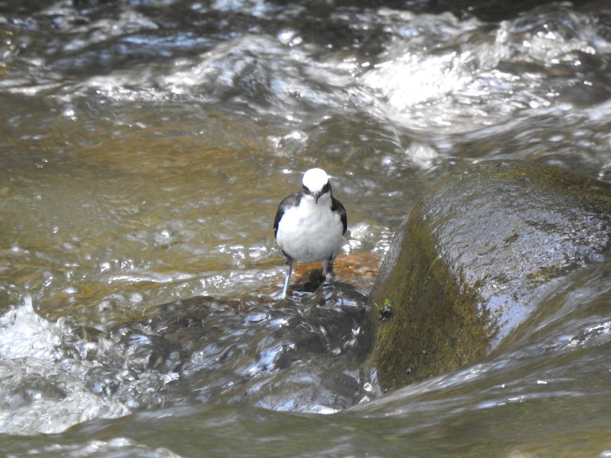 White-capped Dipper (White-bellied) - ML639805297