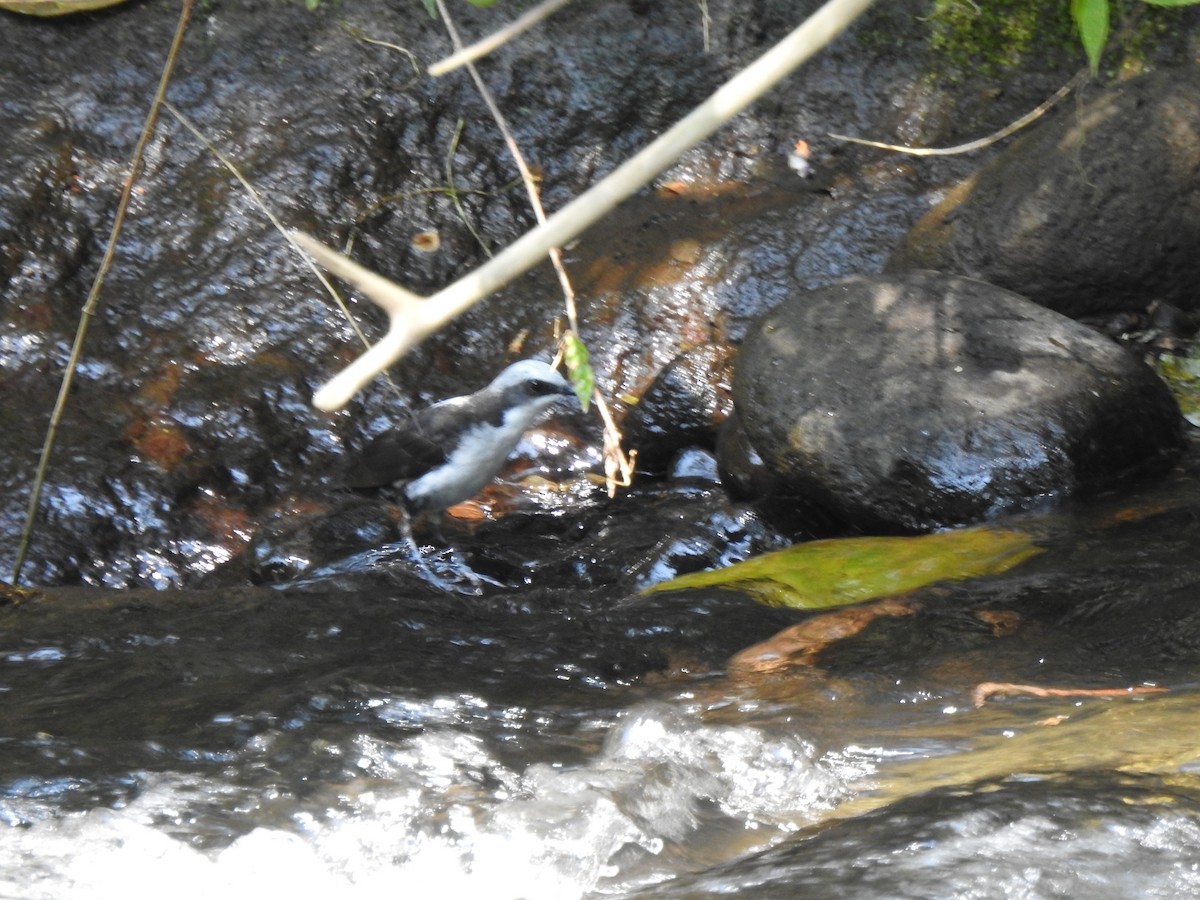 White-capped Dipper (White-bellied) - ML639805298
