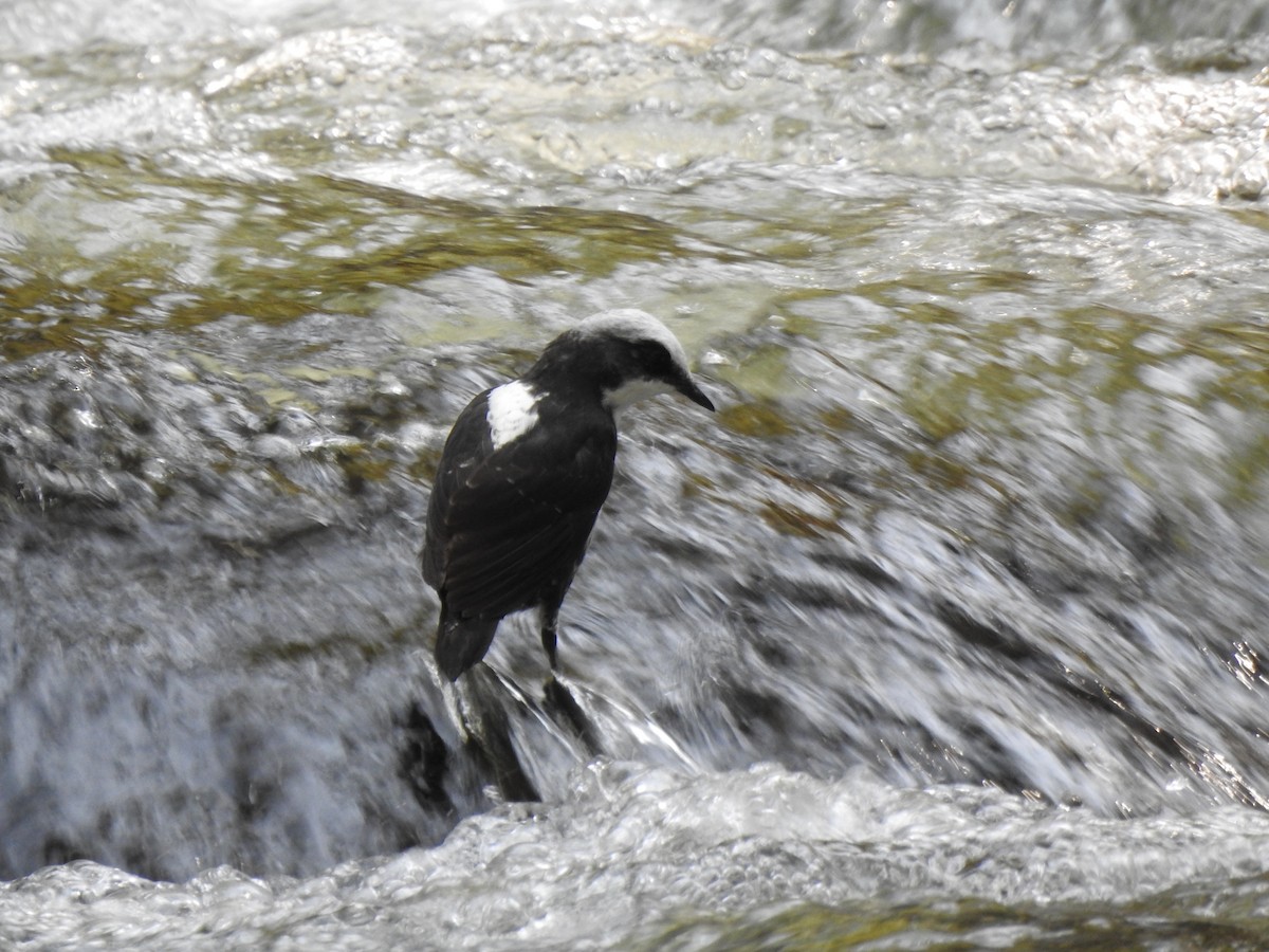 White-capped Dipper (White-bellied) - ML639805299