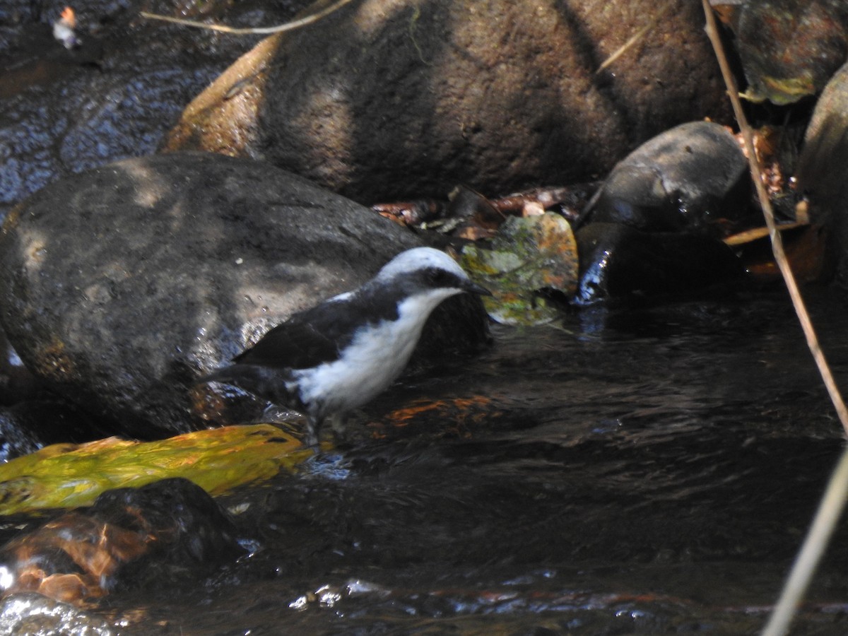 White-capped Dipper (White-bellied) - ML639805300