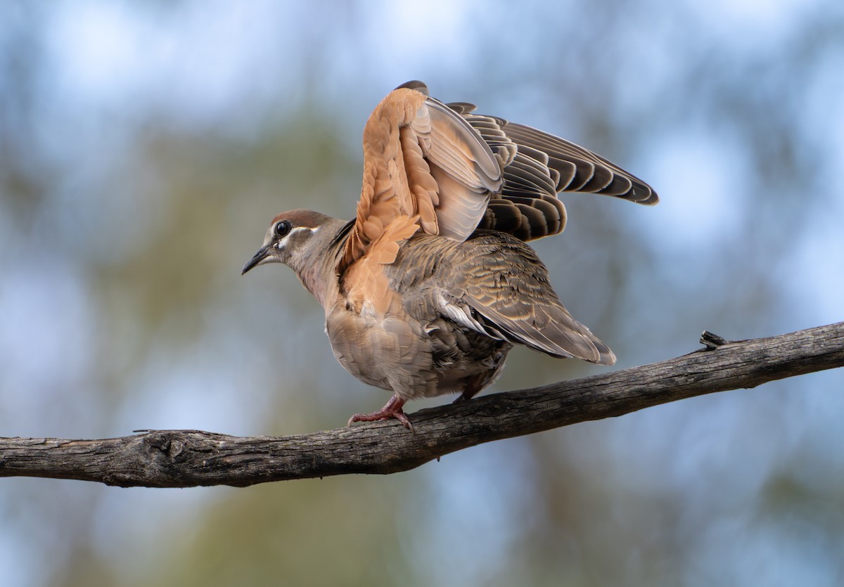 Common Bronzewing - ML639805306