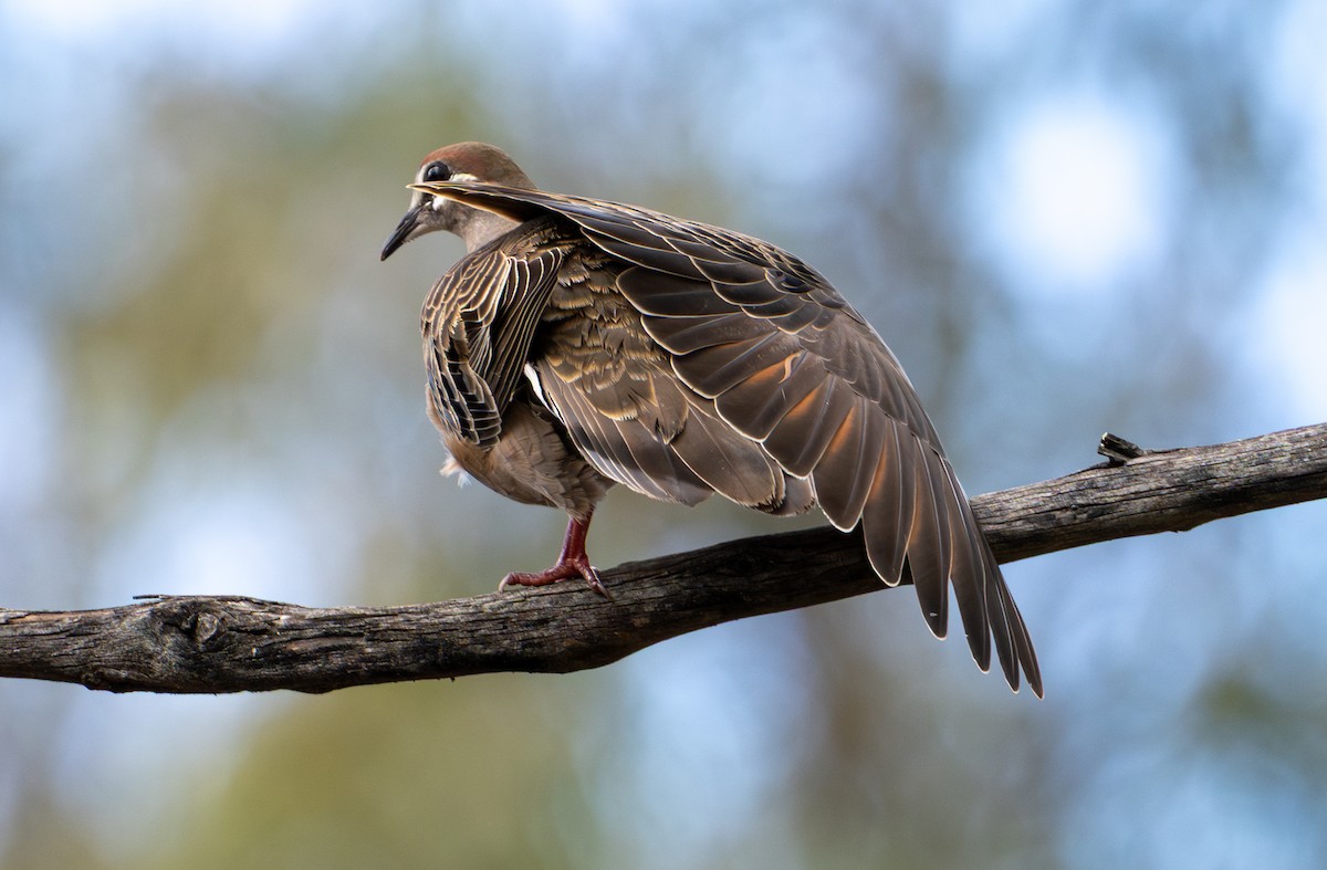 Common Bronzewing - ML639805307