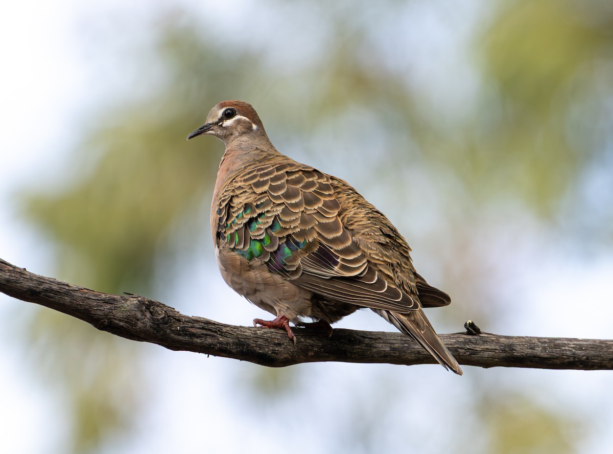 Common Bronzewing - ML639805308