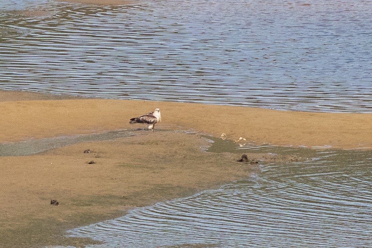 Brahminy Kite - ML639805363