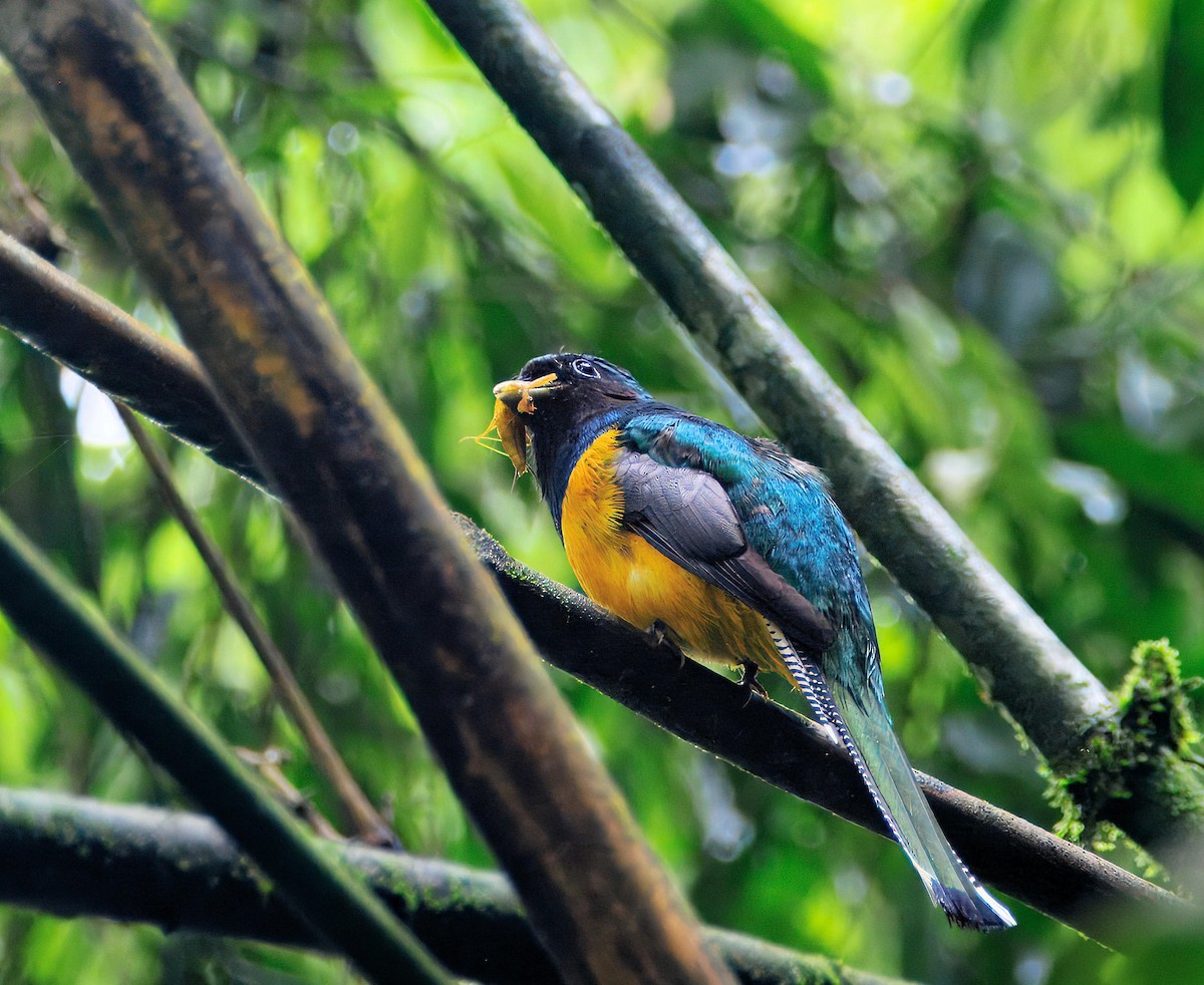 Atlantic Black-throated Trogon (Southern) - ML639805384