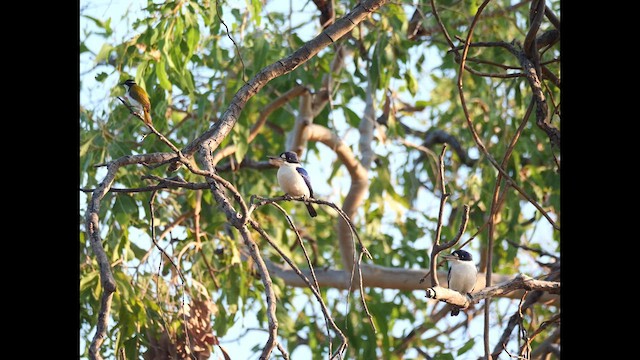 Forest Kingfisher - ML639805406
