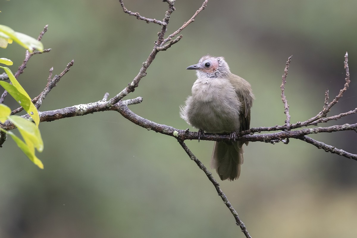Bulbul hualon - ML639805427