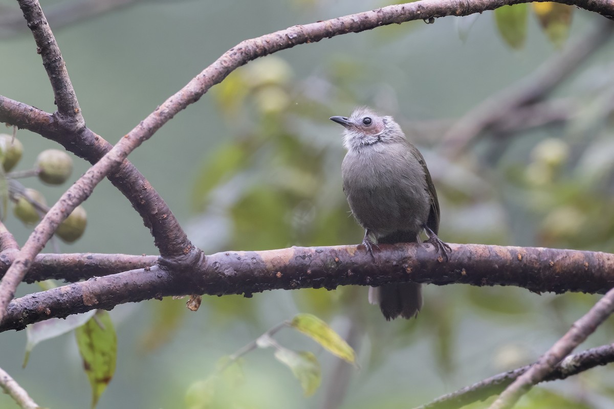 Bulbul hualon - ML639805428