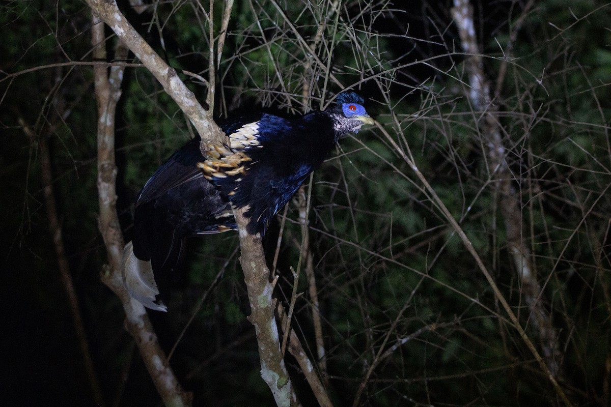 Malaienhaubenfasan - ML639805434