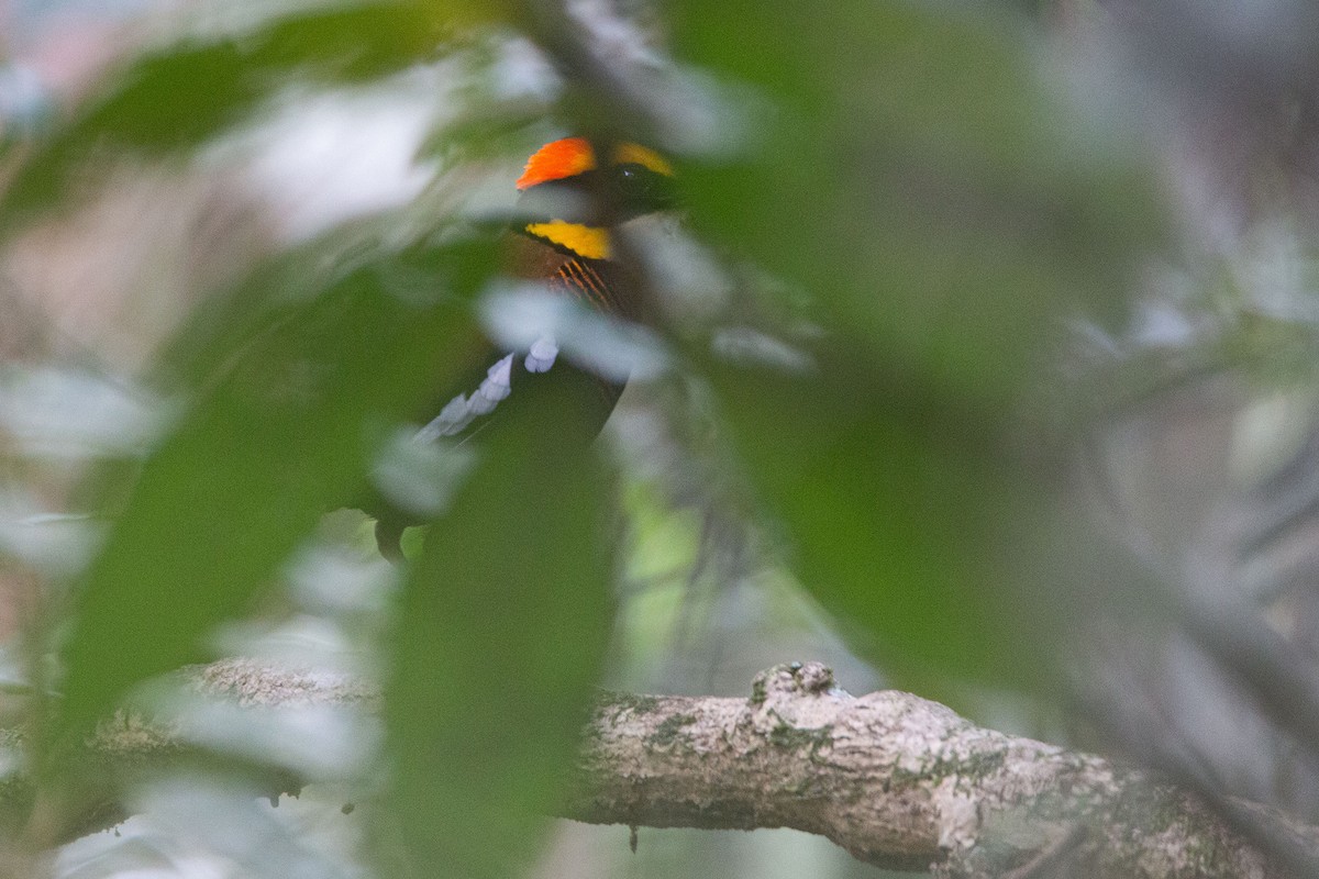 Malaienbindenpitta - ML639805450