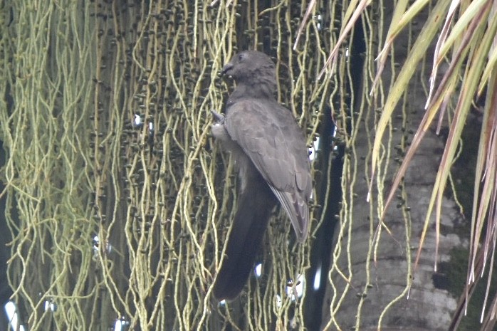 Seychelles Parrot - ML639805460