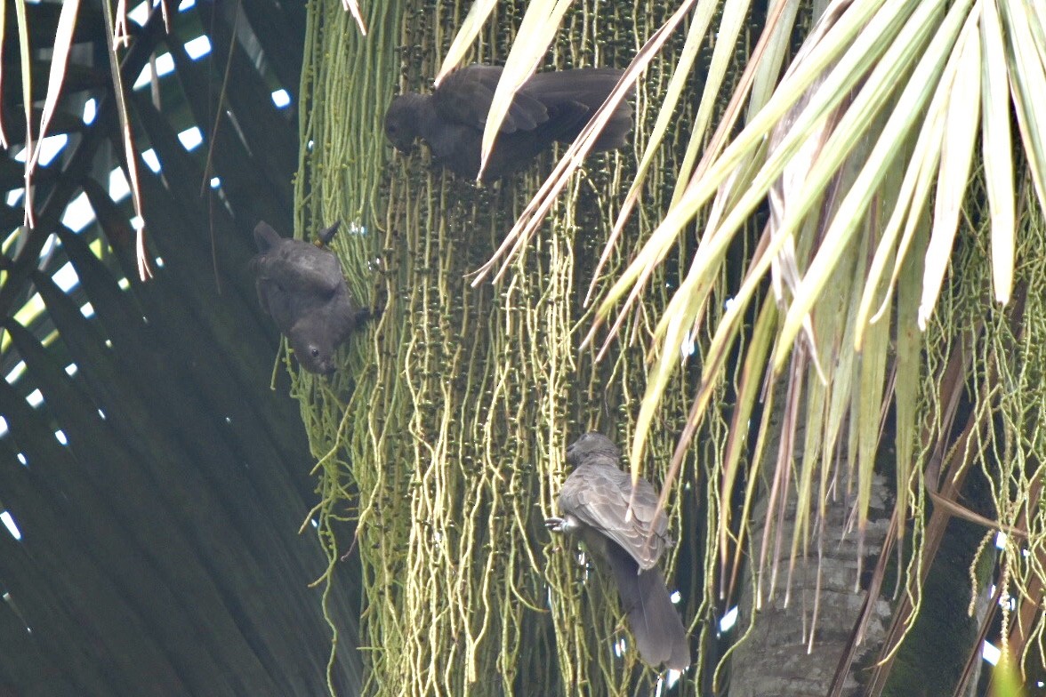 Seychelles Parrot - ML639805461