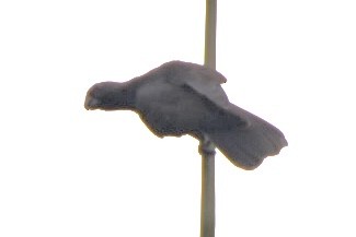 Seychelles Parrot - ML639805465