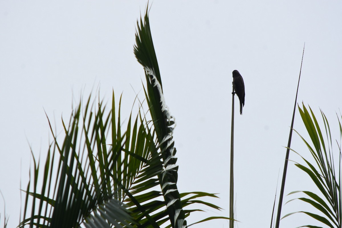 Seychelles Parrot - ML639805466