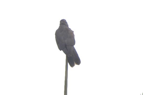 Seychelles Parrot - ML639805467