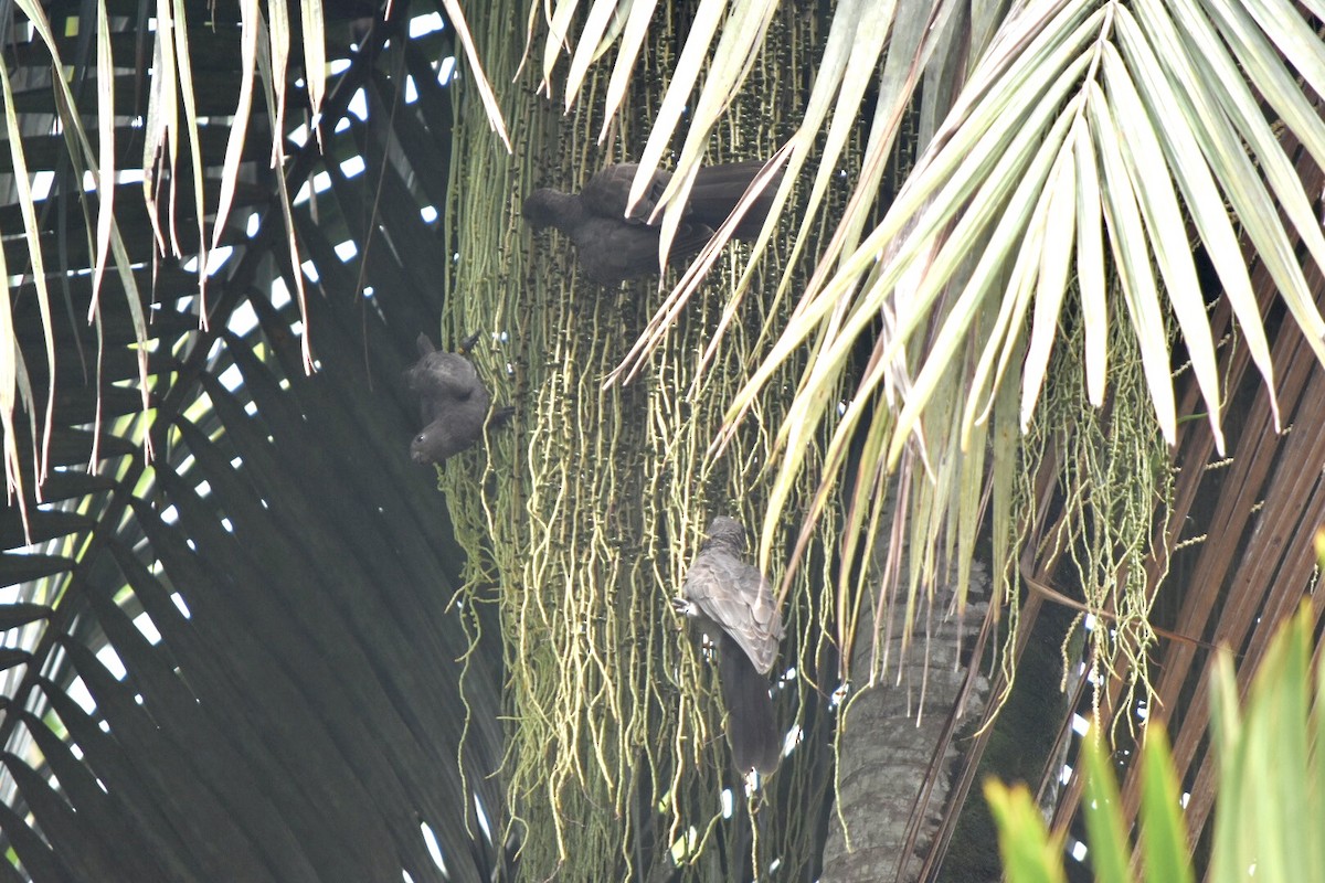 Seychelles Parrot - ML639805471