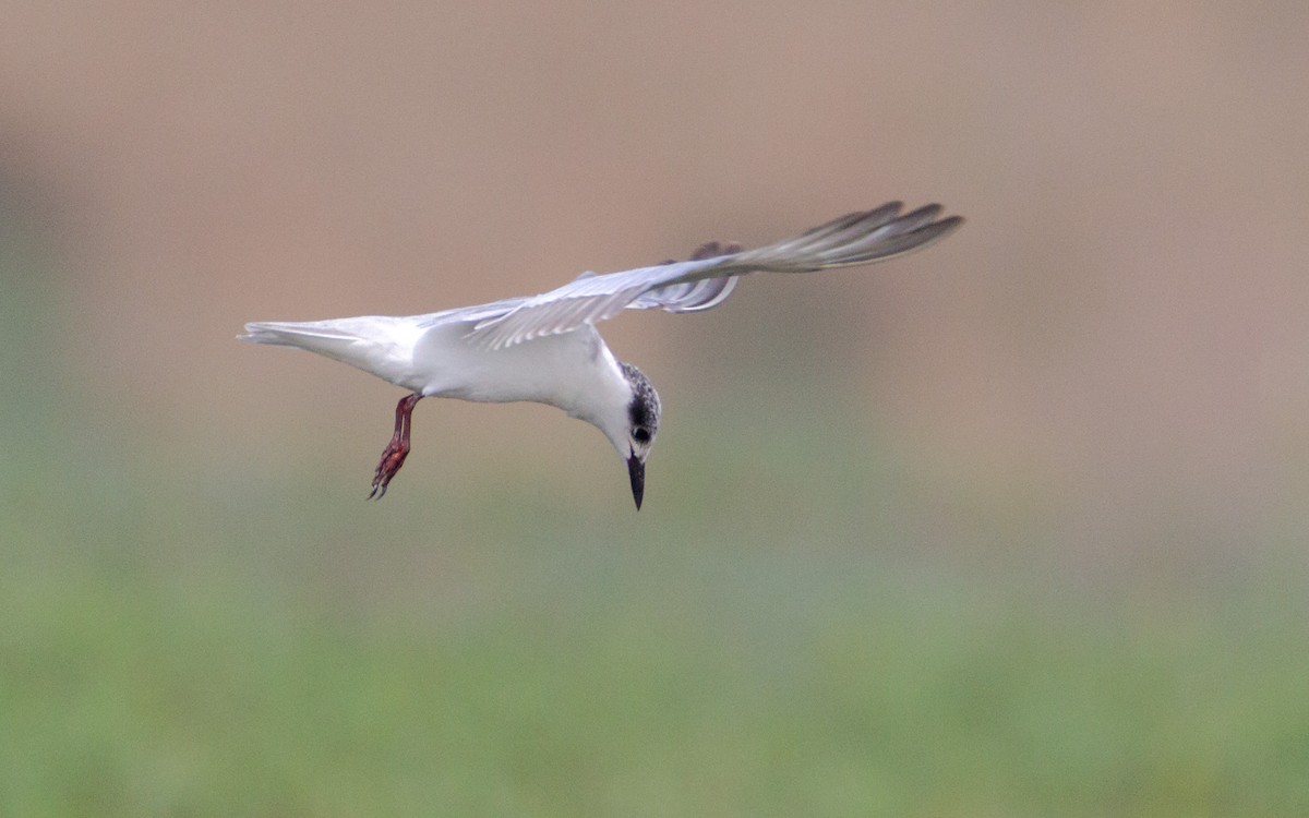 Whiskered Tern - ML639805478