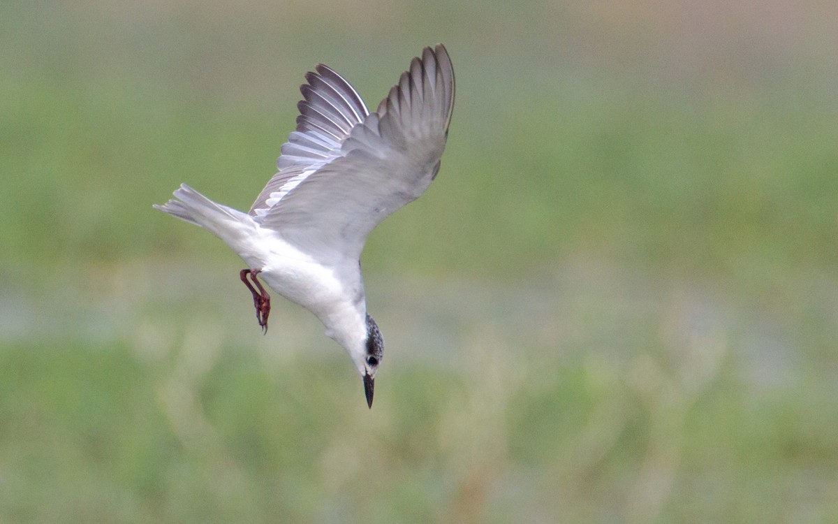 Whiskered Tern - ML639805479