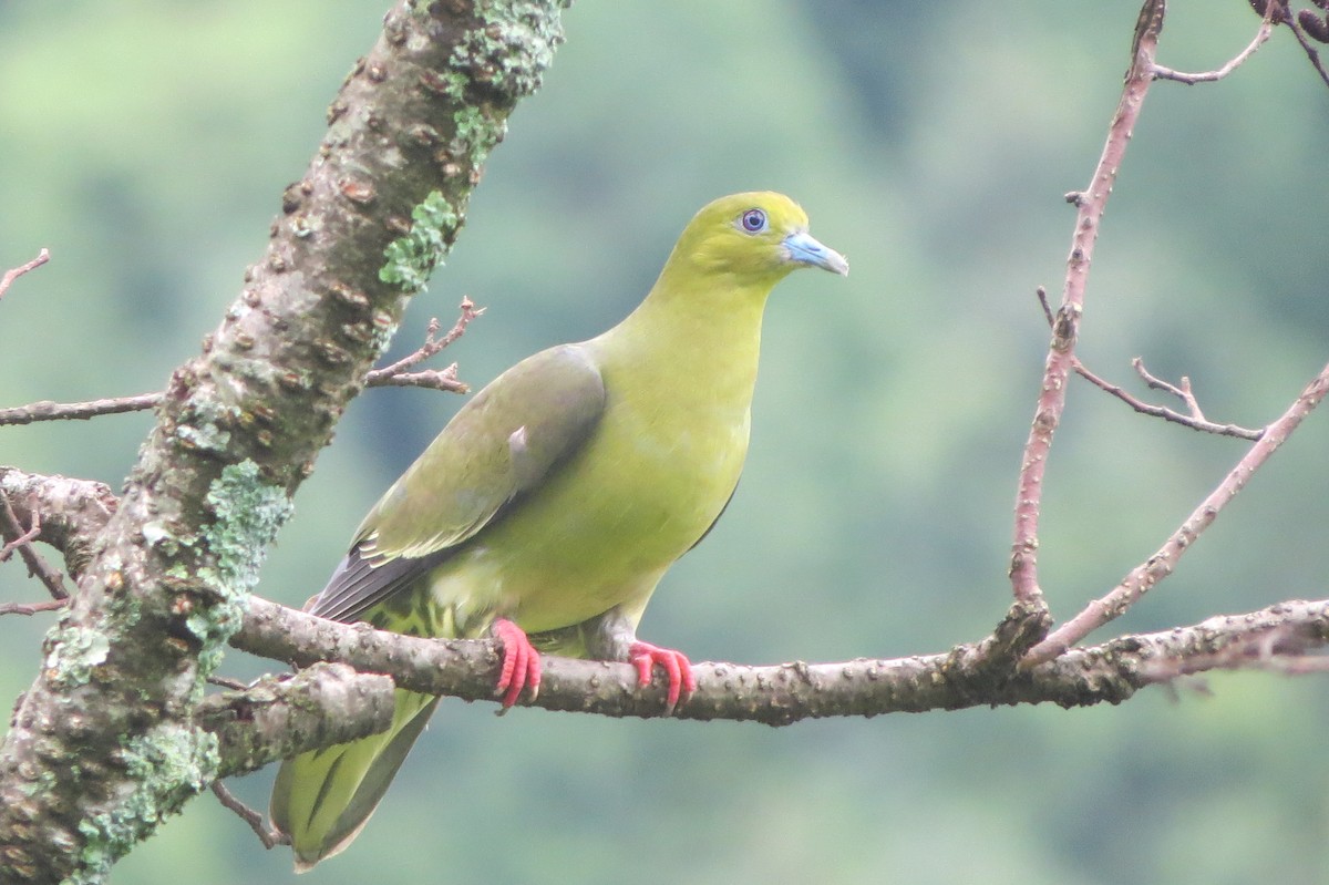 Wedge-tailed Green-Pigeon - ML639805499