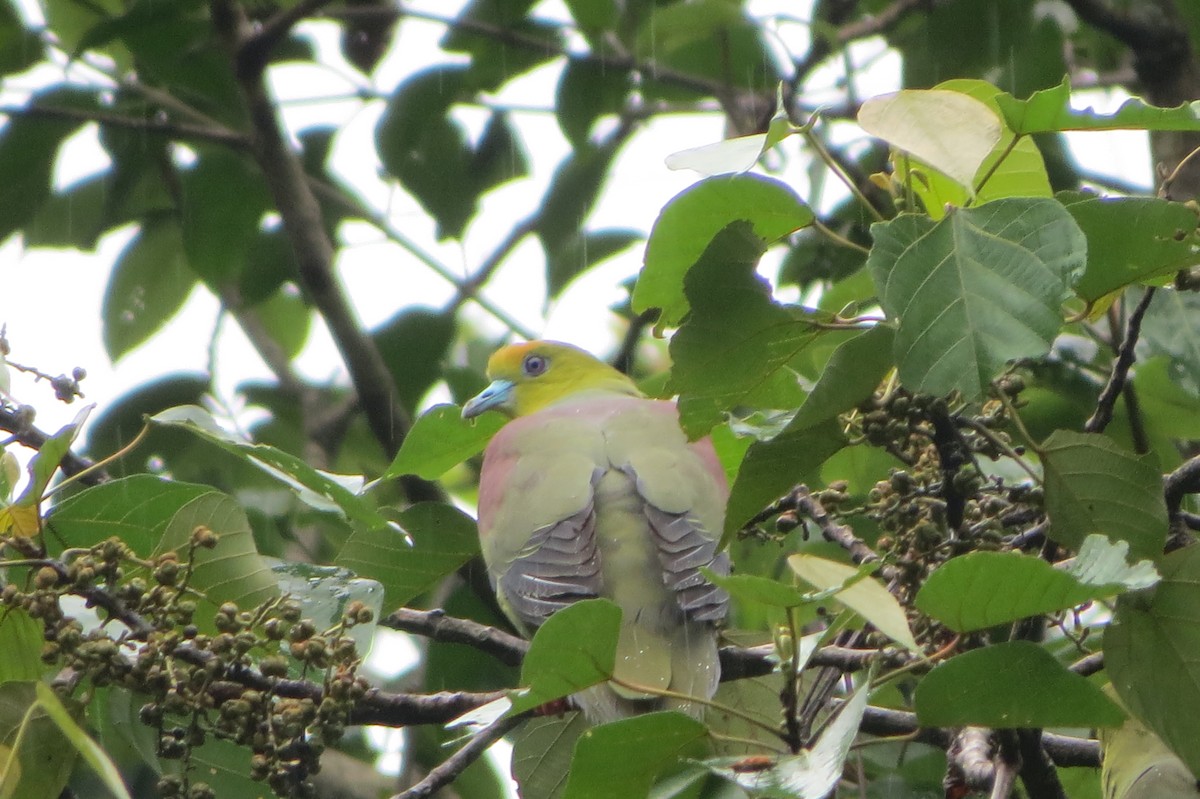 Wedge-tailed Green-Pigeon - ML639805500