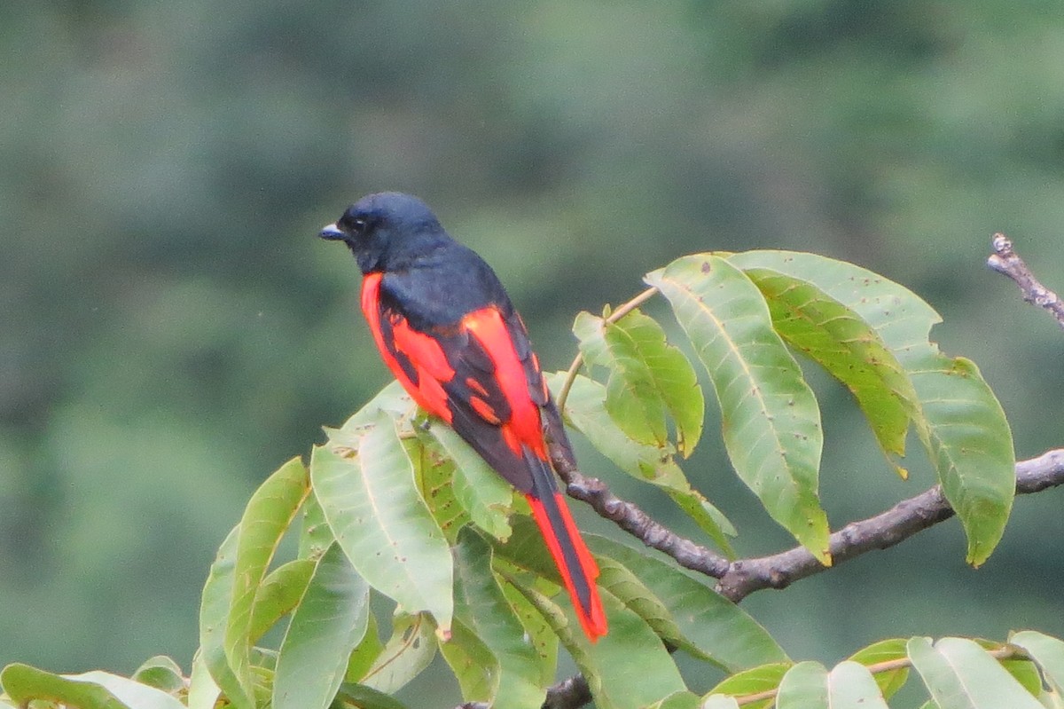 Scarlet Minivet - ML639805551