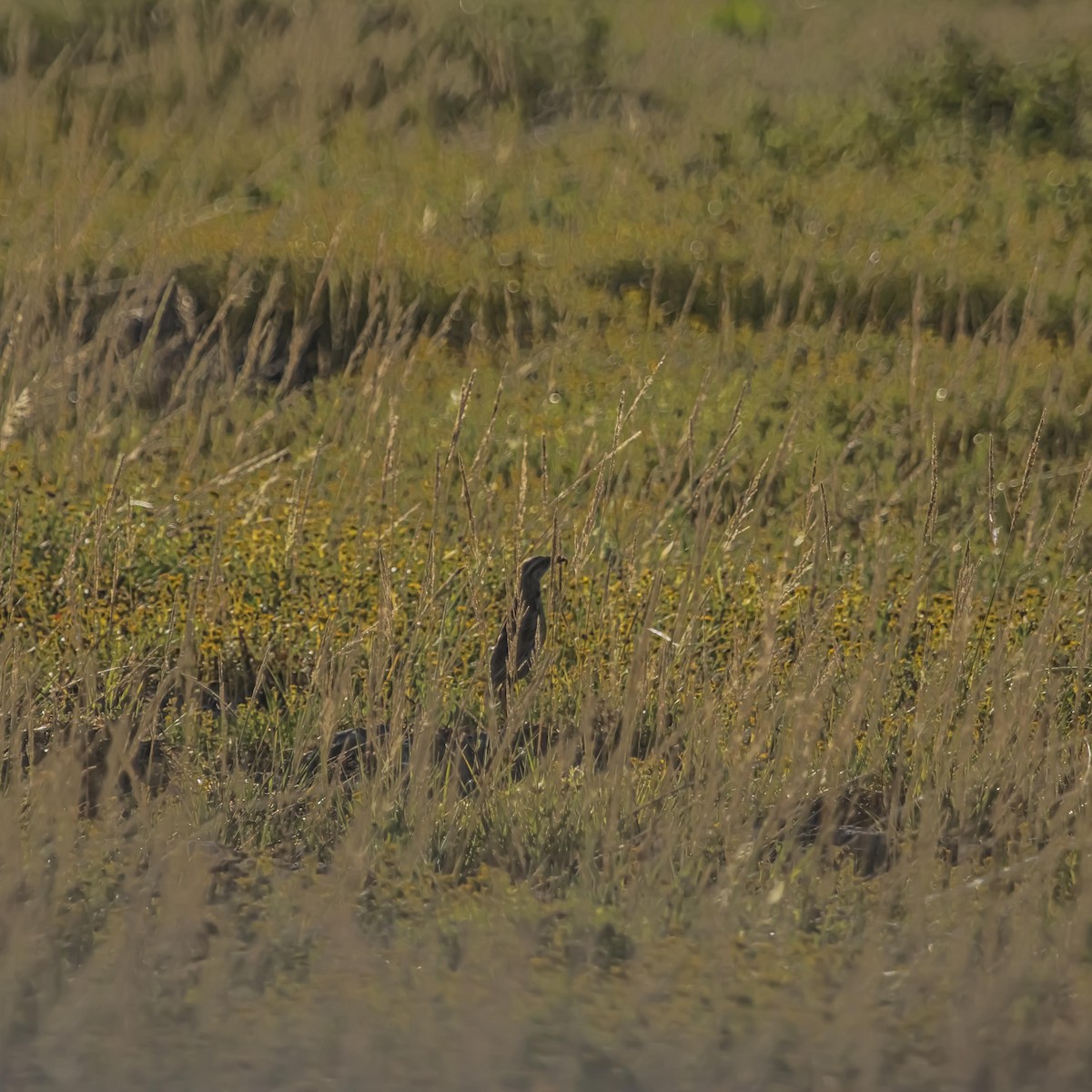 Eastern Meadowlark (Cuban) - ML639805567
