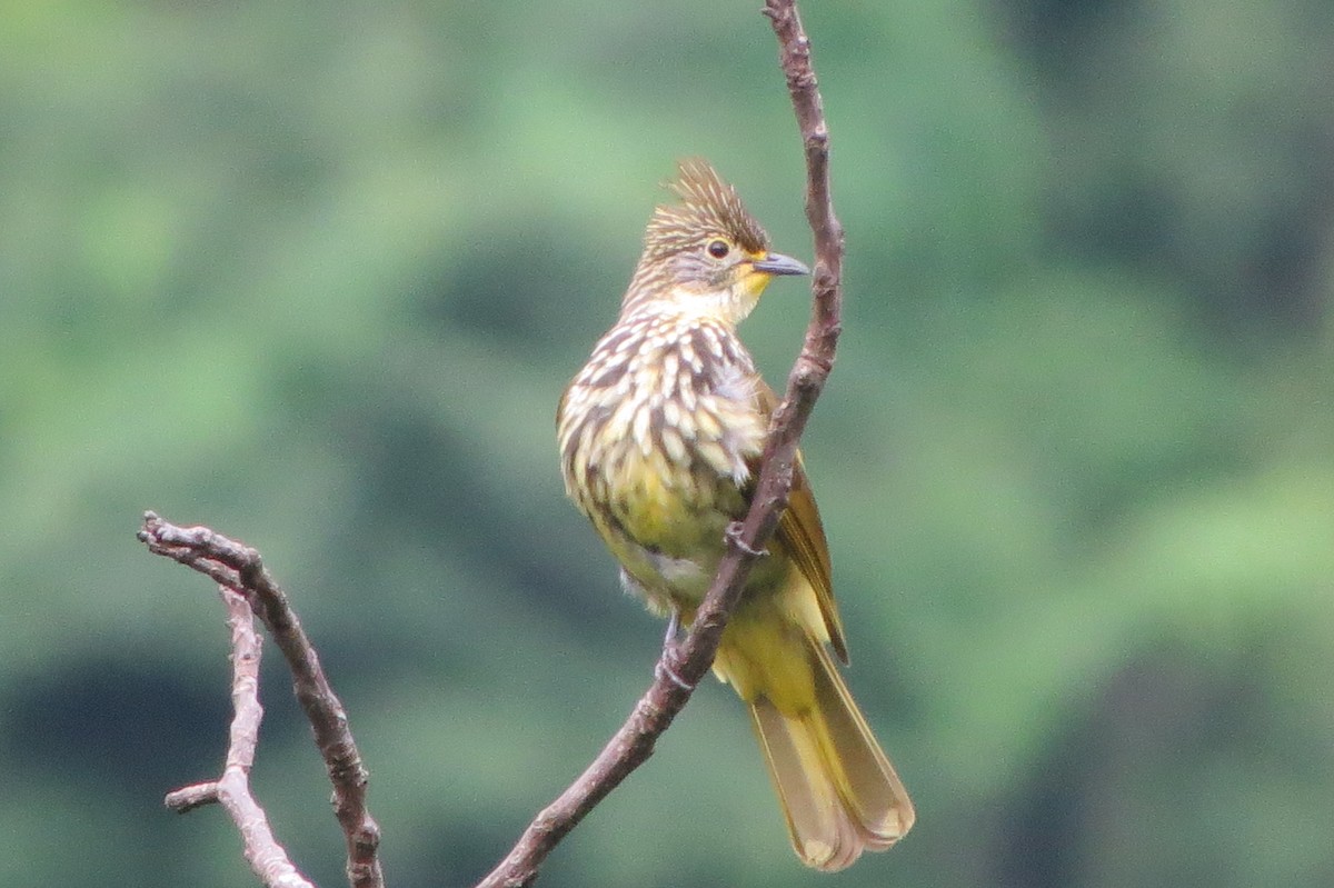 Striated Bulbul - ML639805594