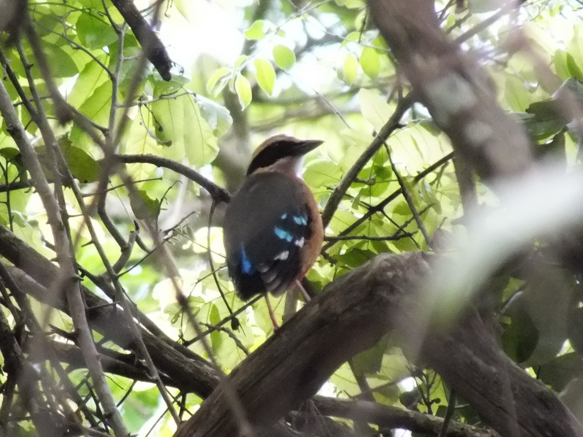 African Pitta - ML639805603