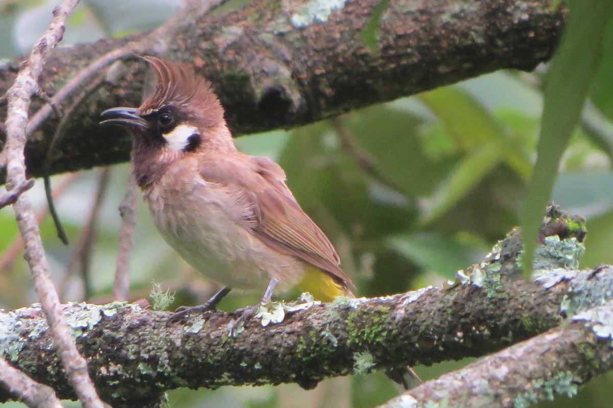 Himalayan Bulbul - ML639805649