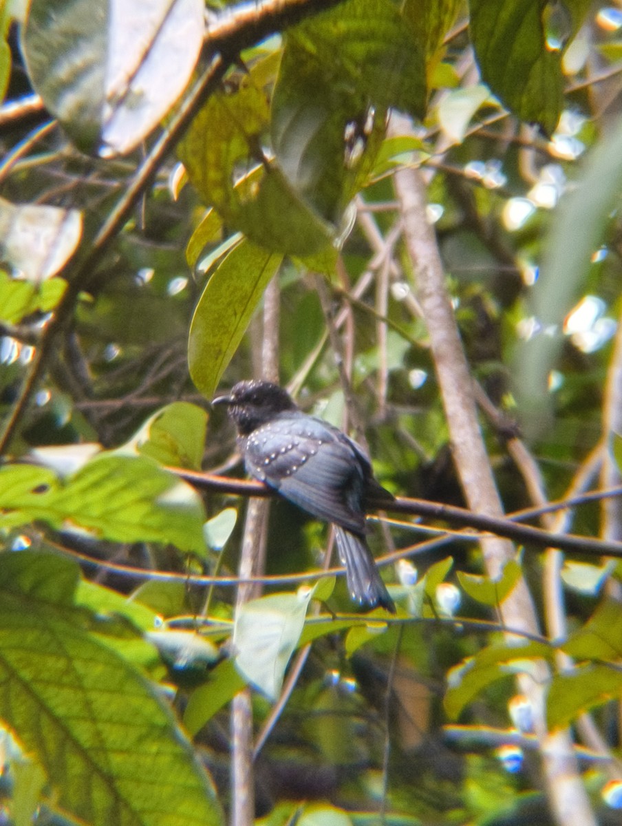 Square-tailed Drongo-Cuckoo - ML639805677