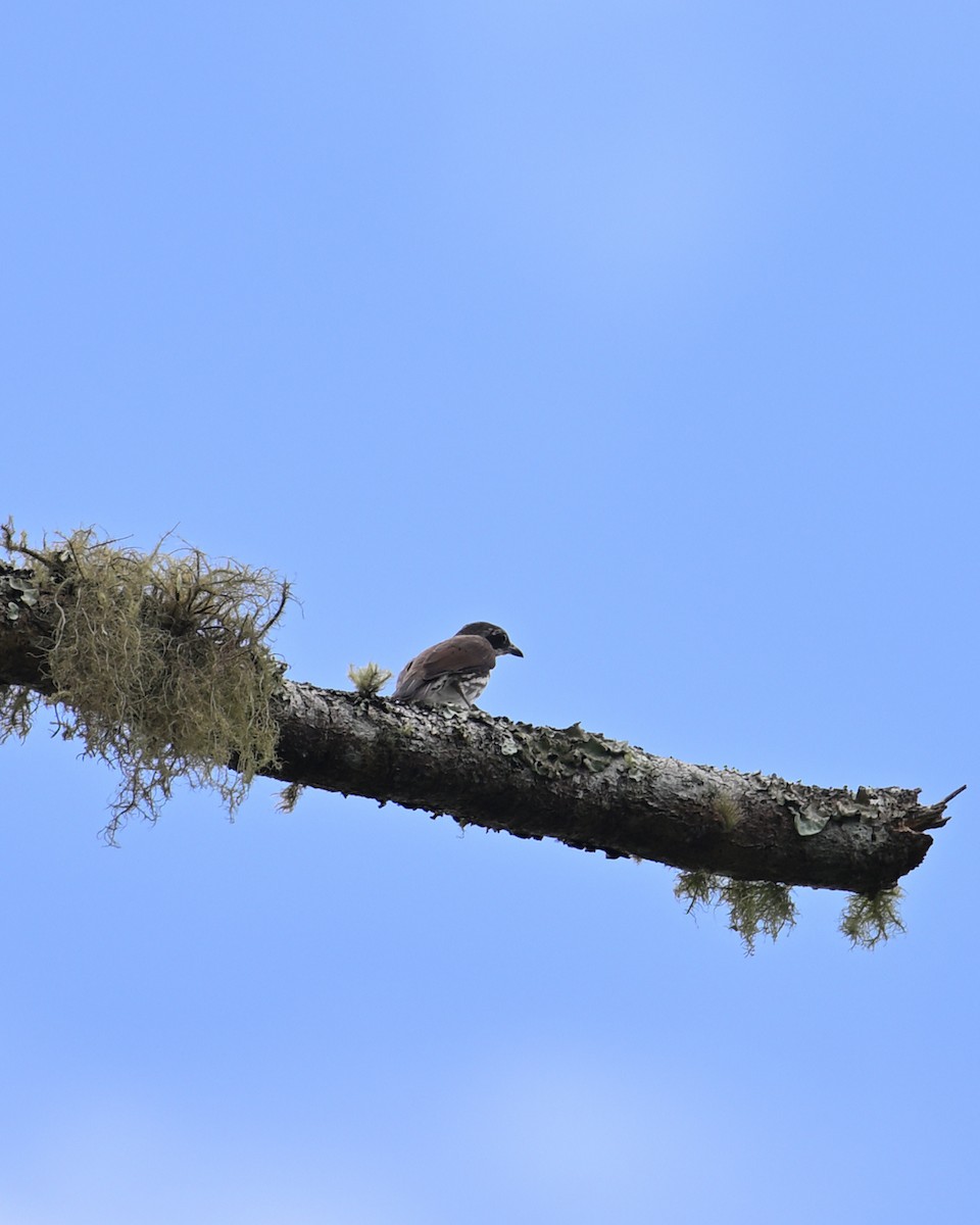 Stripe-breasted Rhabdornis - ML639805731