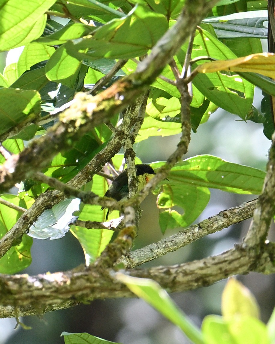 Metallic-winged Sunbird - ML639805777