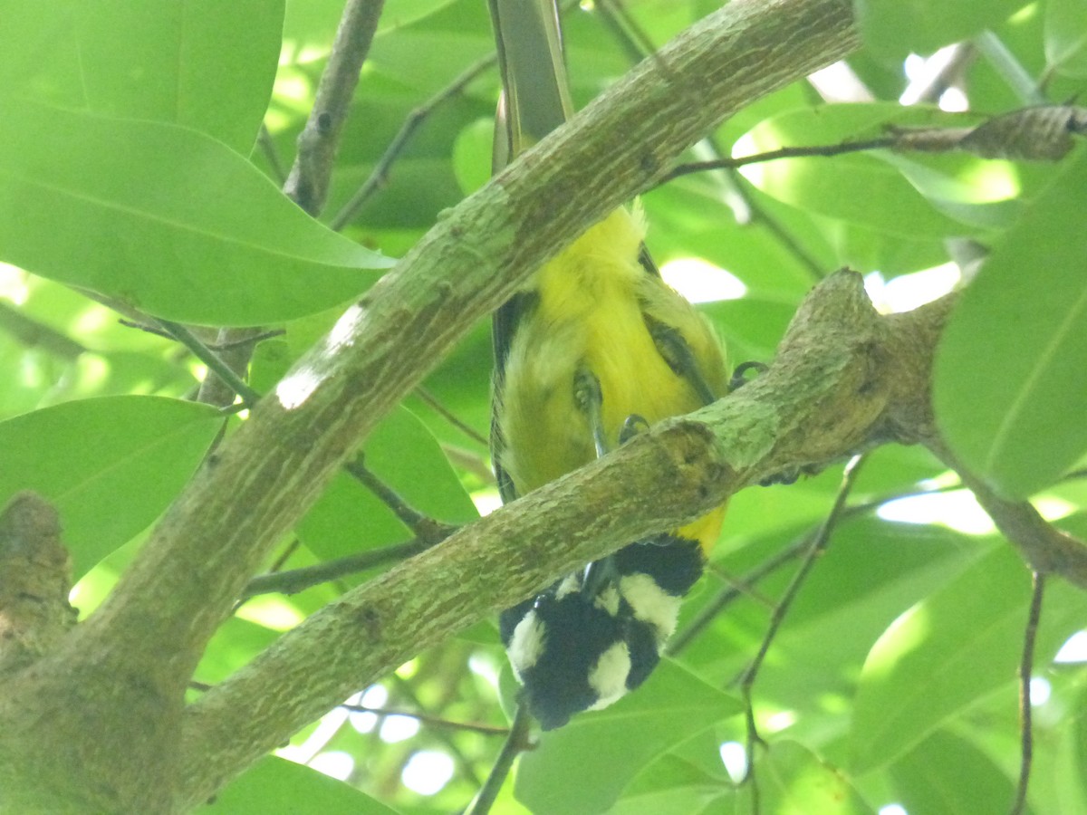 Eastern Shrike-tit - ML639805815