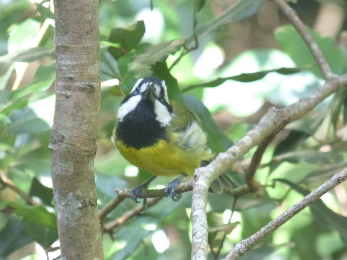 Eastern Shrike-tit - ML639805816
