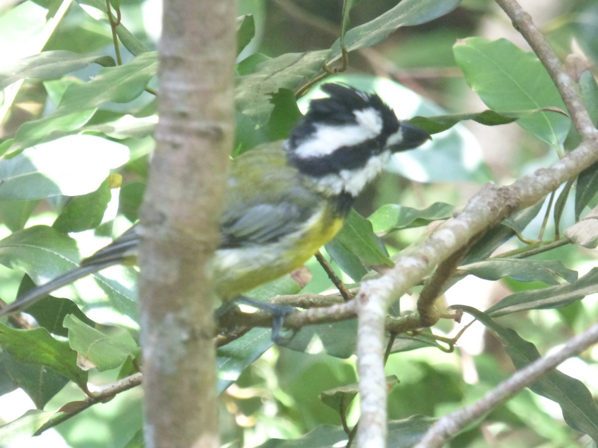 Eastern Shrike-tit - ML639805817